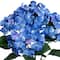 17.5" Hydrangea Water Resistant Bush by Ashland®